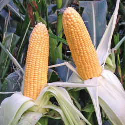 Kukurydza cukrowa Messenger F1 100 tyś. nasion st